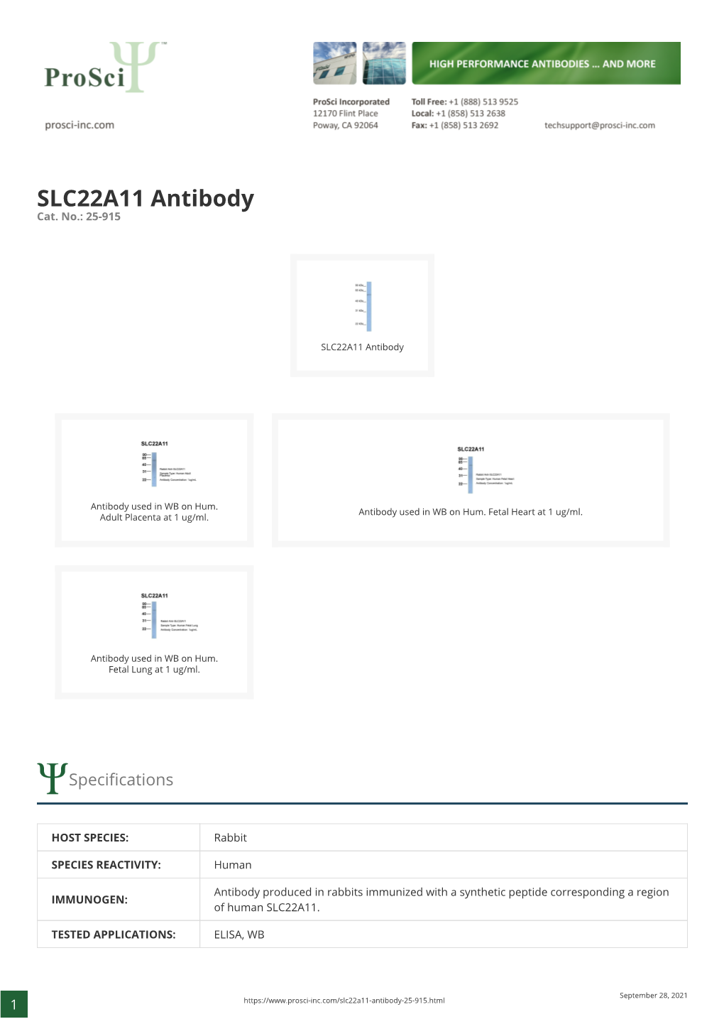 SLC22A11 Antibody Cat