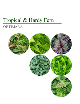 Tropical & Hardy Fern
