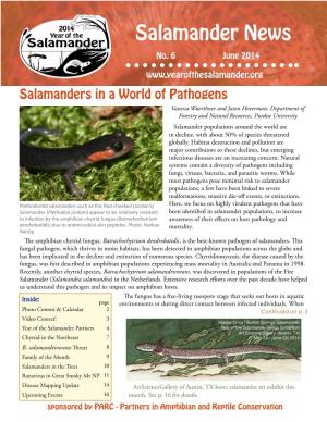 Salamander News