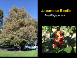 Japanese Beetle Popillia Japonica Japanese Beetle Damages Plants in Two Distinct Ways