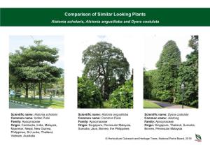 Comparison of Similar Looking Plants Alstonia Scholaris, Alstonia Angustiloba and Dyera Costulata
