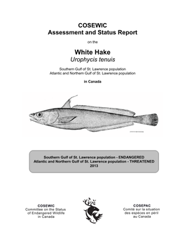 COSEWIC Assessment and Status Report on the White Hake Urophycis Tenuis in Canada