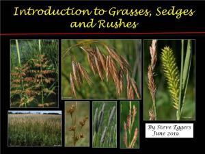 Introduction to Grasses, Sedges and Rushes