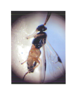 Hymenoptera: Braconidae)