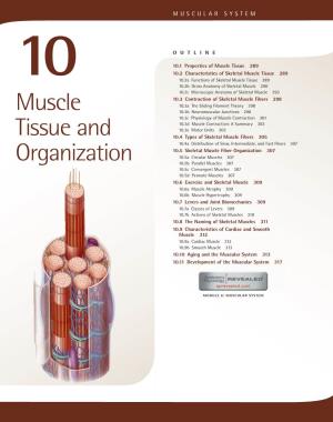 Muscle Tissue and Organization 289