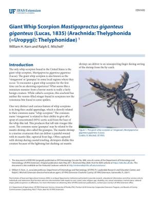 Giant Whip Scorpion Mastigoproctus Giganteus Giganteus (Lucas, 1835) (Arachnida: Thelyphonida (=Uropygi): Thelyphonidae) 1 William H
