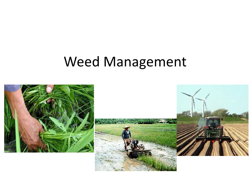 Why Weed Management Is Increasingly Important? • Weeds Are Becoming Important Primarily Due to Limitations in Both Water and Labor Availability