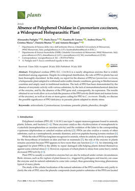 Absence of Polyphenol Oxidase in Cynomorium Coccineum, a Widespread Holoparasitic Plant