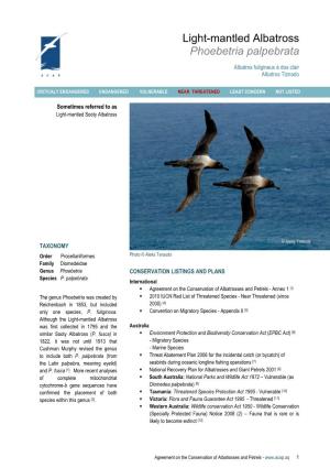 Light-Mantled Albatross Phoebetria Palpebrata