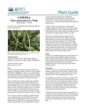Cowpea (Vigna Unguiculata) Plant Guide