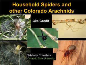 Household Spiders in Colorado
