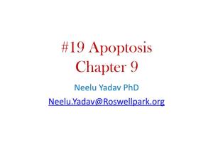 19 Apoptosis Chapter 9 Neelu Yadav Phd Neelu.Yadav@Roswellpark.Org Why Cells Decide to Die? - Stress, Harmful, Not Needed - Completed Its Life Span