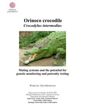 Orinoco Crocodile Crocodylus Intermedius