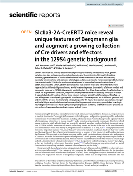 Slc1a3-2A-Creert2 Mice Reveal Unique Features of Bergmann Glia and Augment a Growing Collection of Cre Drivers and Effectors In