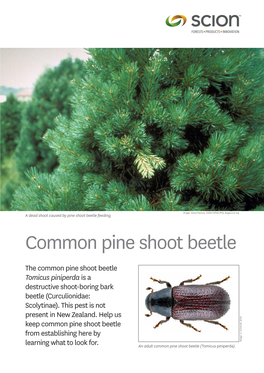 Common Pine Shoot Beetle