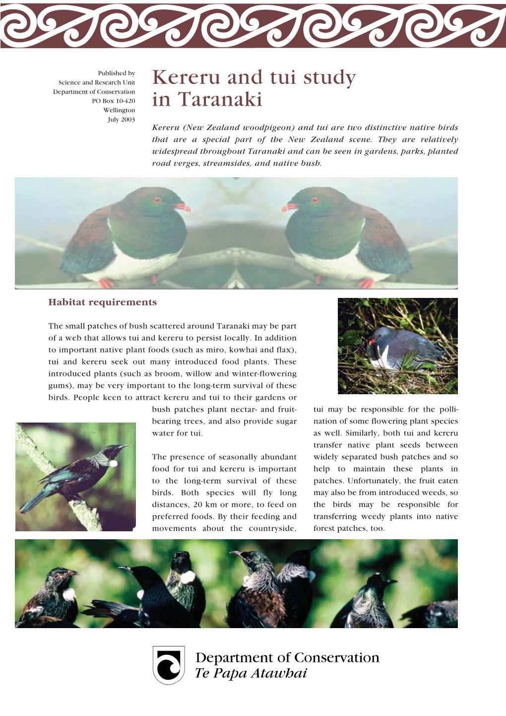 Kereru and Tui Study in Taranaki