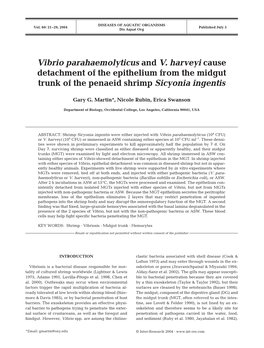 Vibrio Parahaemolyticus and V. Harveyi Cause Detachment of the Epithelium from the Midgut Trunk of the Penaeid Shrimp Sicyonia Ingentis