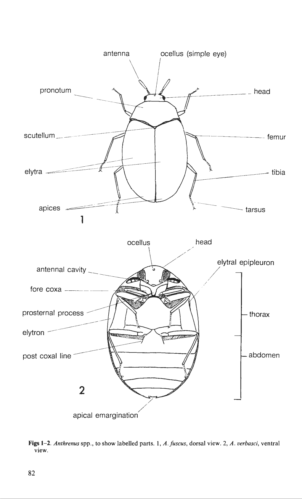 Vol 5 Part 3. Adults and Larvae of Hide, Larder and Carpet Beetles and Their Relatives