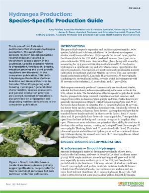 Hydrangea Production: Species-Specific Production Guide