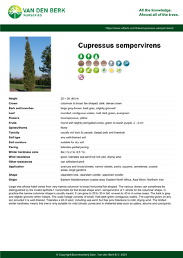 Cupressus Sempervirens