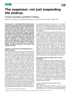 The Suspensor: Not Just Suspending the Embryo