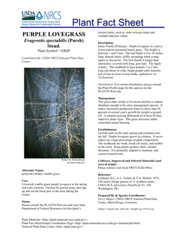 Purple Lovegrass [Eragrostis Spectabilis]