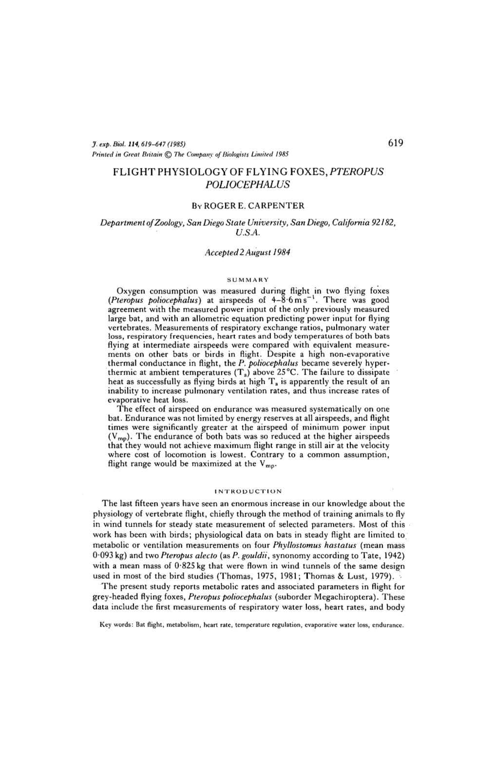 Flight Physiology of Flying Foxes, Pteropus Poliocephalus