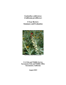Caulanthus Californicus (California Jewelflower)