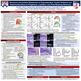 Structural and Cellular Responses of Supraspinatus Tendon Enthesis