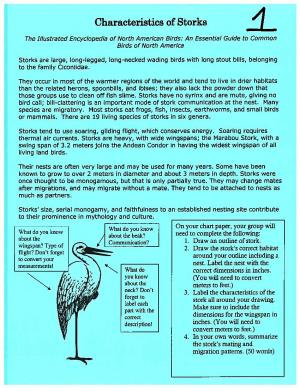 Characteristics of Storks