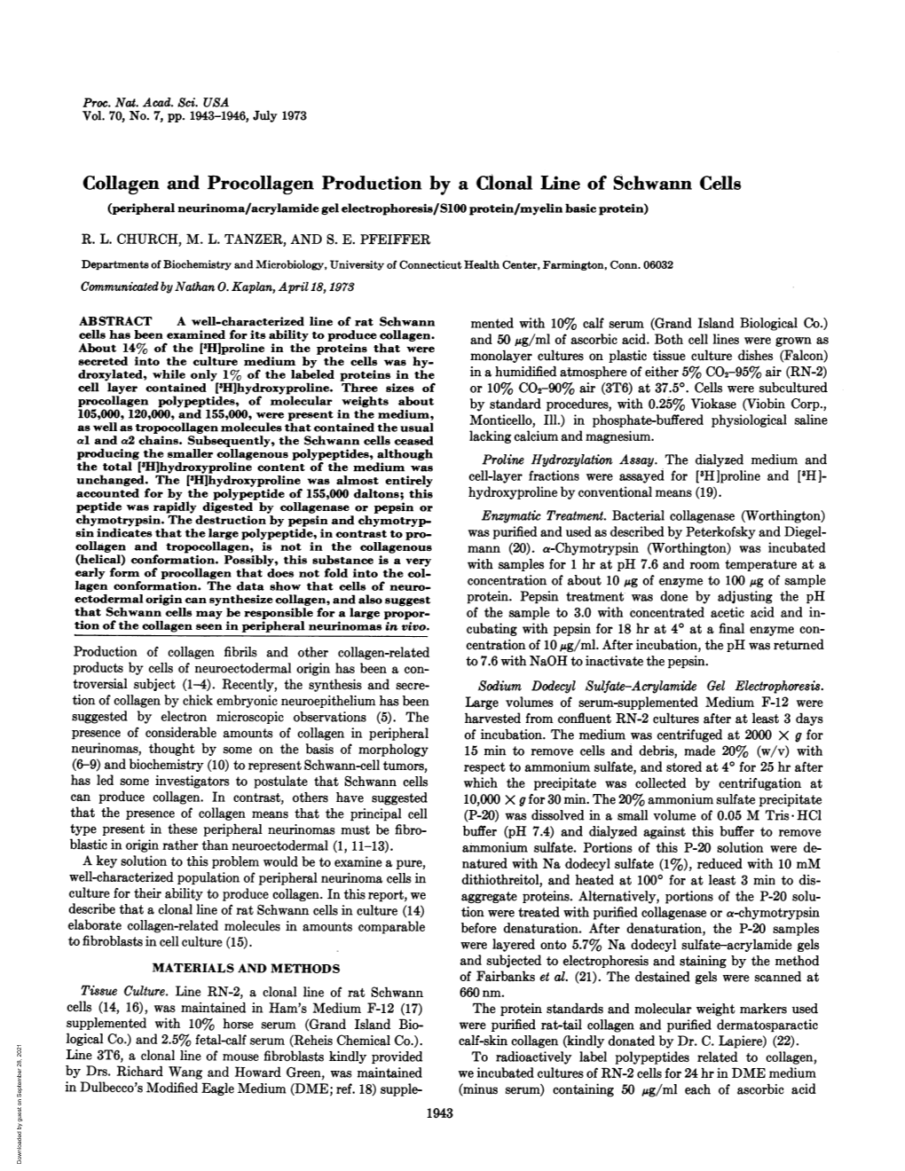 Collagen and Procollagen Production by a Clonal Line of Schwann Cells (Peripheral Neurinoma/Acrylamide Gel Electrophoresis/S100 Protein/Myelin Basic Protein)