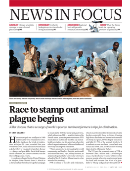 Race to Stamp out Animal Plague Begins Killer Disease That Is Scourge of World’S Poorest Ruminant Farmers Is Ripe for Elimination