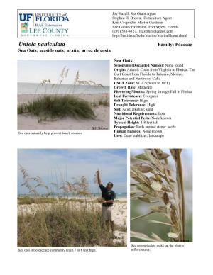 Uniola Paniculata Family: Poaceae Sea Oats; Seaside Oats; Ara�A; Arroz De Costa