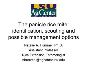 The Panicle Rice Mite: Identification, Scouting and Possible Management Options