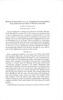 Amphipoda, Gammaridae) from Fresh- Water of Western Australia, with Remarks on the Genera Neoniphargus and Uroetena