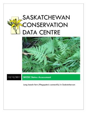 Long Beech-Fern (Phegopteris Connectilis) in Saskatchewan