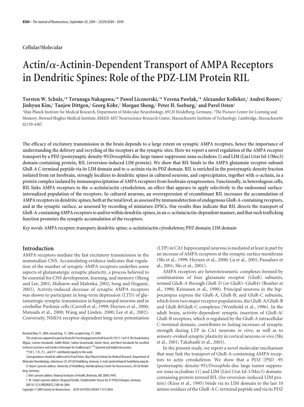 Actin/Α-Actinin-Dependent Transport of AMPA