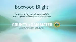 Boxwood Blight