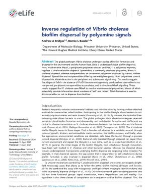 Inverse Regulation of Vibrio Cholerae Biofilm Dispersal by Polyamine Signals Andrew a Bridges1,2, Bonnie L Bassler1,2*
