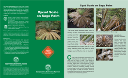 Cycad Scale on Sago Palm