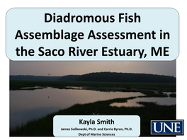 Diadromous Fish Assemblage Assessment in the Saco River Estuary, ME