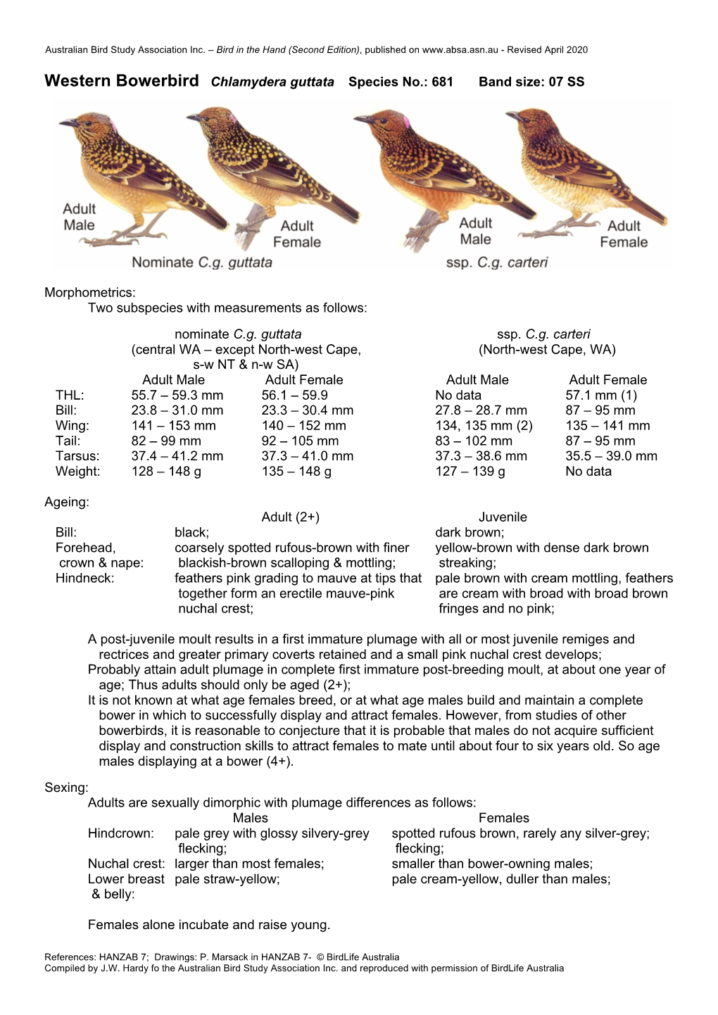 Western Bowerbird Chlamydera Guttata Species No.: 681 Band Size: 07 SS