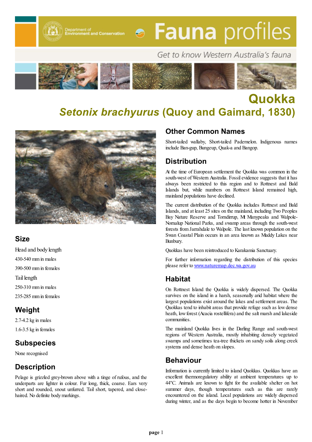 Quokka Setonix Brachyurus (Quoy and Gaimard, 1830)