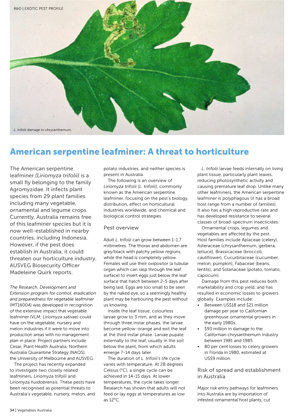 American Serpentine Leafminer: a Threat to Horticulture