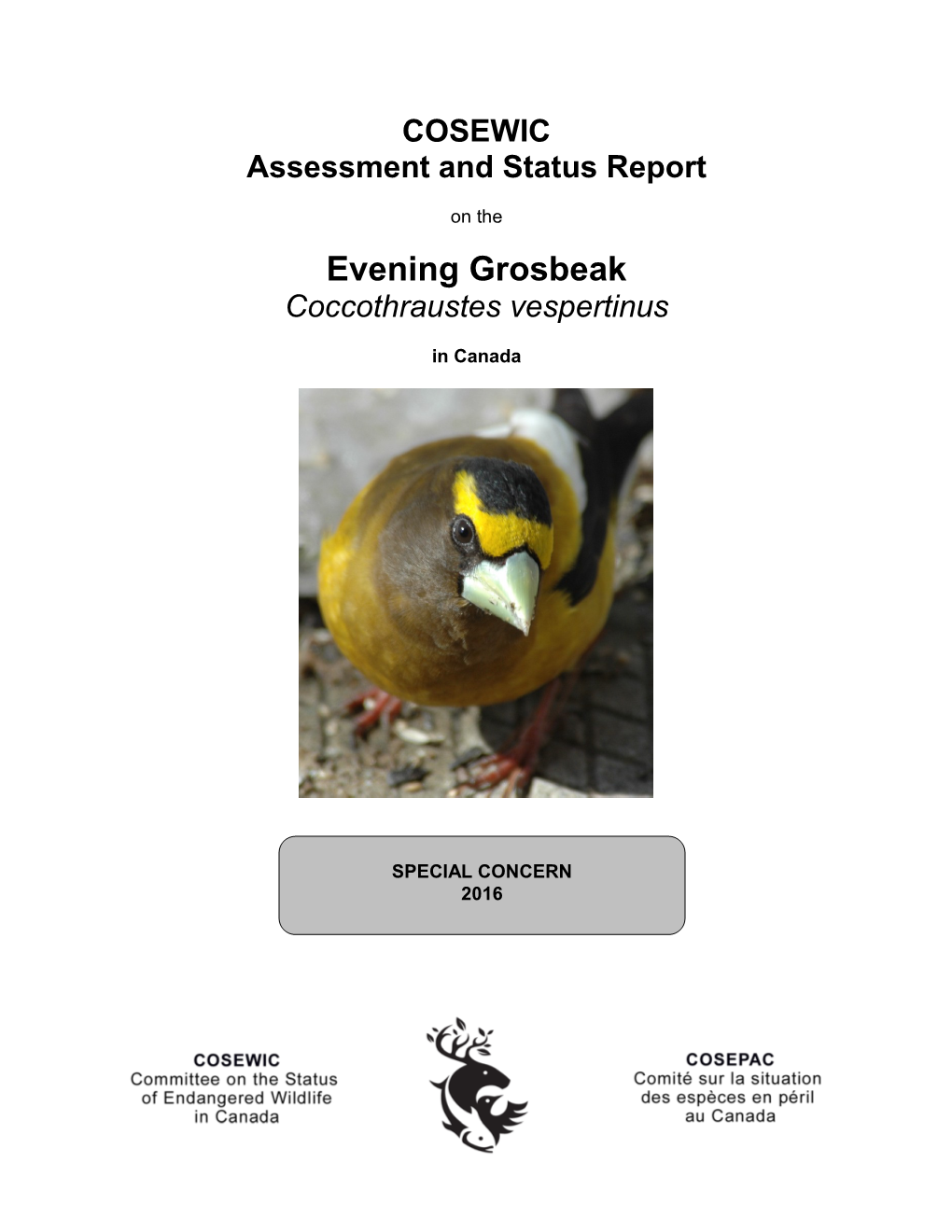 Evening Grosbeak, Coccothraustes Vespertinus, in Canada, Prepared with the Financial Support of Environment and Climate Change Canada