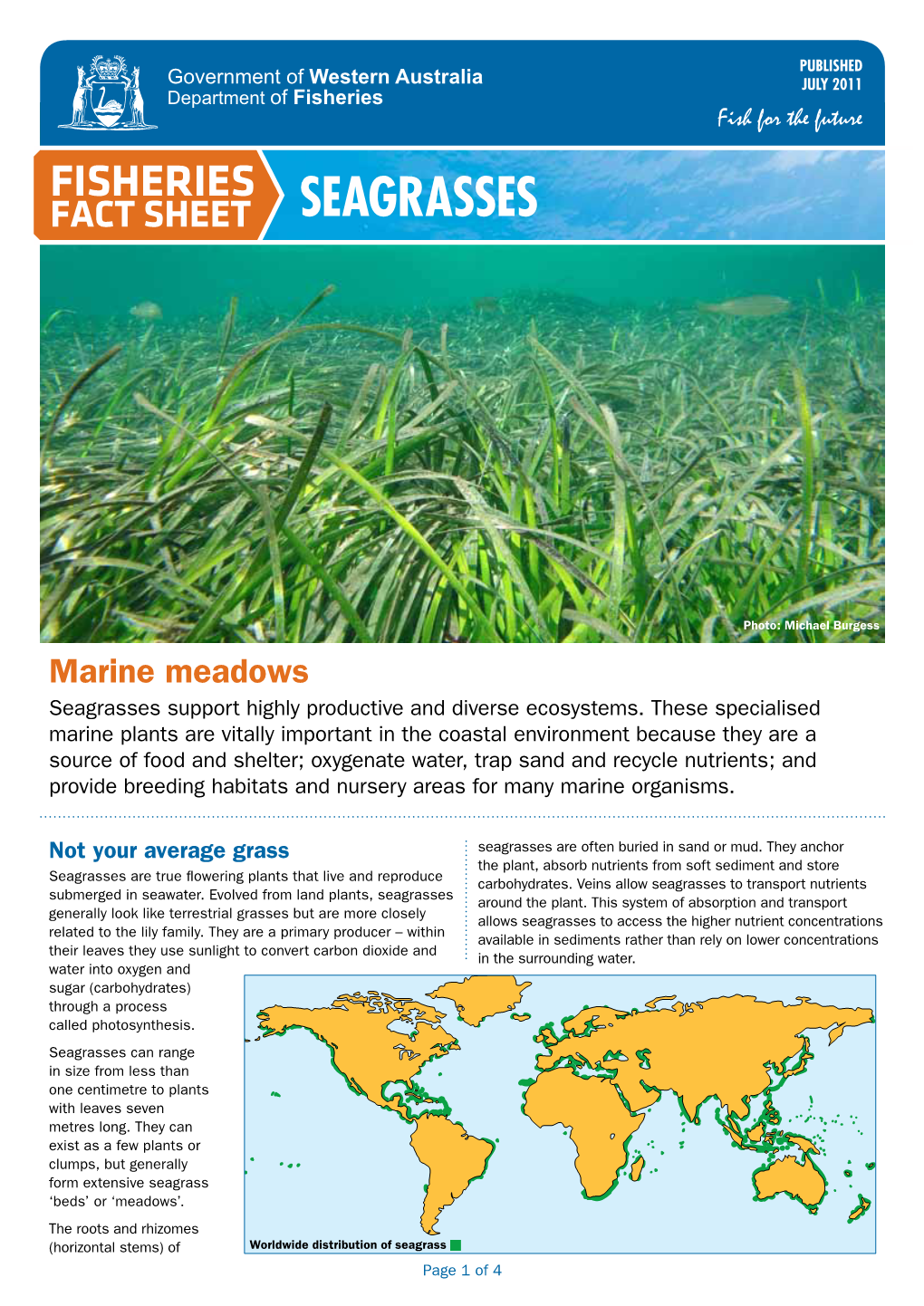 FACT SHEET Seagrasses