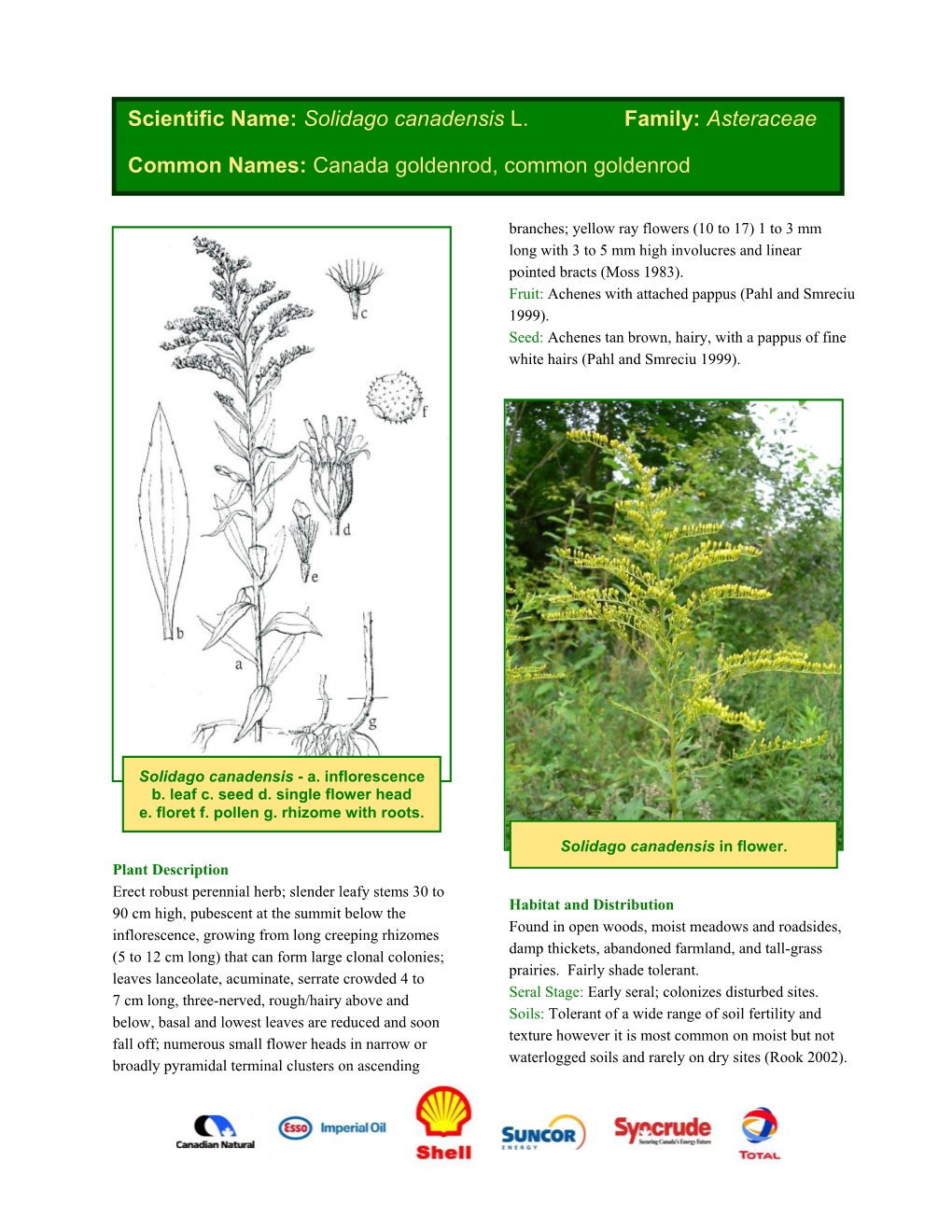 Solidago Canadensis L