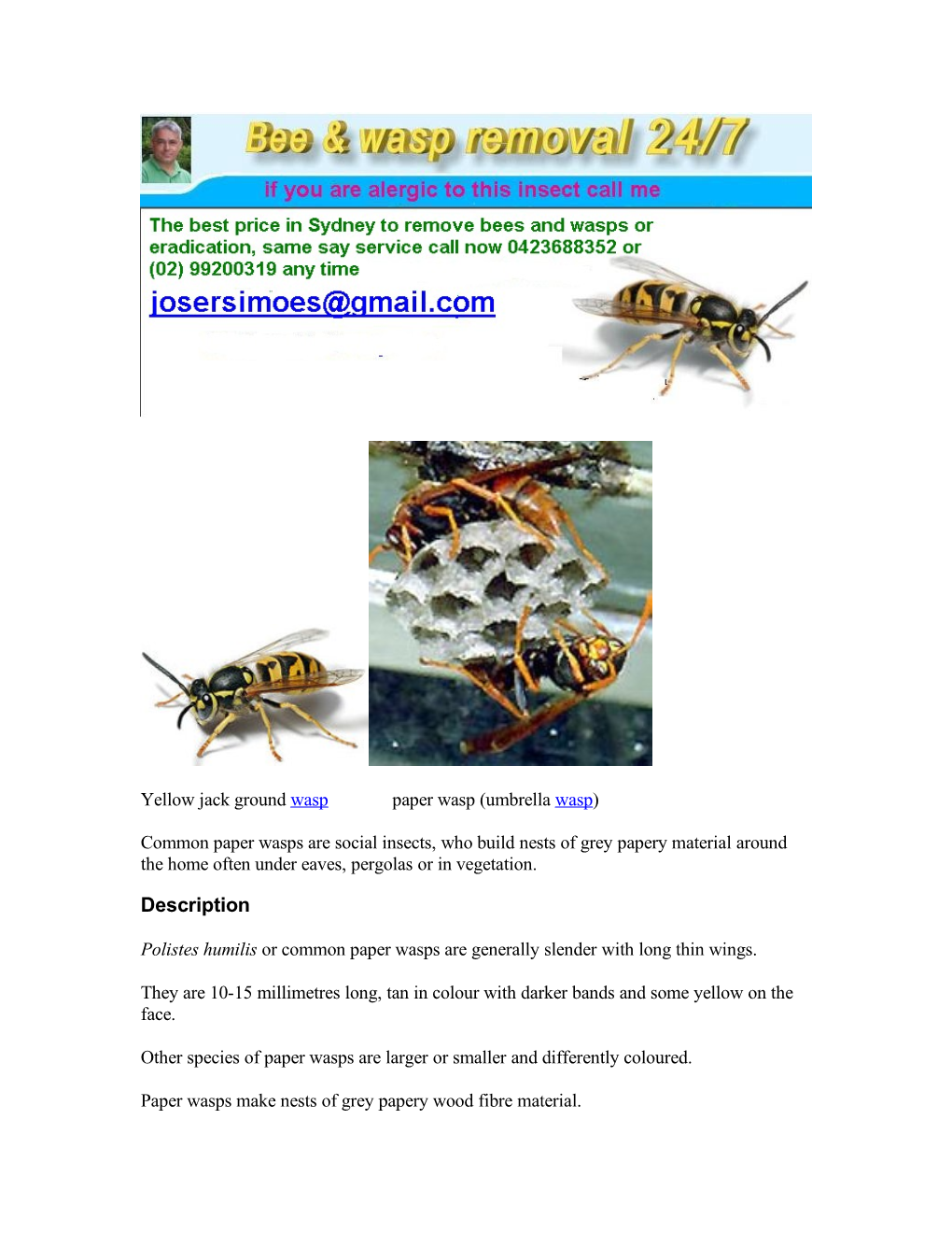 The Mud-Dauber Wasp Is One of the More Commonly Encountered Wasps in Sydney