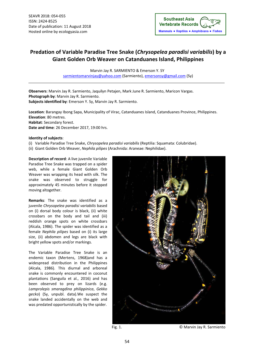 (Chrysopelea Paradisi Variabilis) by a Giant Golden Orb Weaver on Catanduanes Island, Philippines