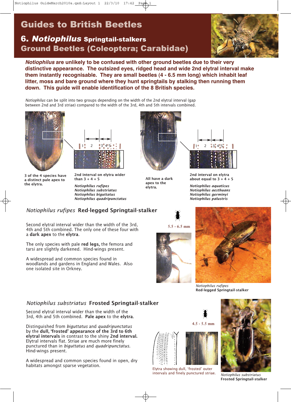 Guides to British Beetles 6